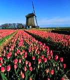 dutch-tulips.jpg